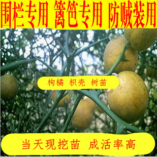 枸橘苗 枳壳苗 枸橘苗种子 带刺苗篱笆围墙苗 钢橘臭橘 嫁接砧木