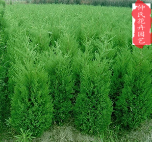 龙柏树苗墓地塔柏塔松扁柏侧柏