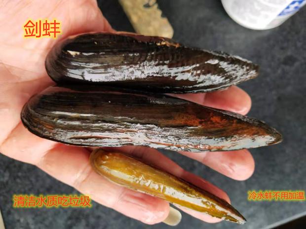 河蚌剑蚌矛蚌长条蚌原生冷水蚌观赏鱼蚌清洁净化水质观赏