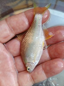 类金臀鱊鳑鲏旁皮冷水观赏鱼丨