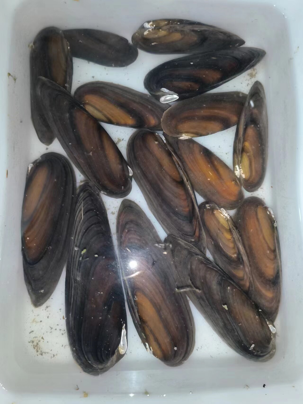 楔蚌观赏净化水质标本冷水淡水鳑鲏鱼繁殖