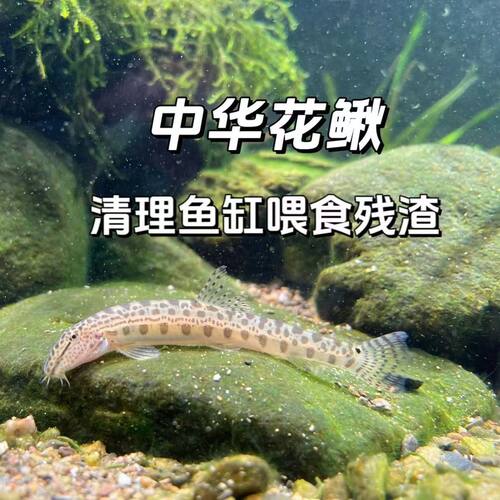 中华活体小型底栖水族宠物