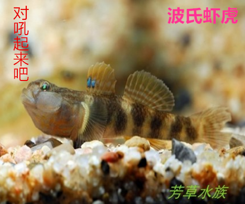 波氏虾虎鱼吻虾虎虾虎鱼冷水原生鱼底栖溪流观赏鱼小型鱼