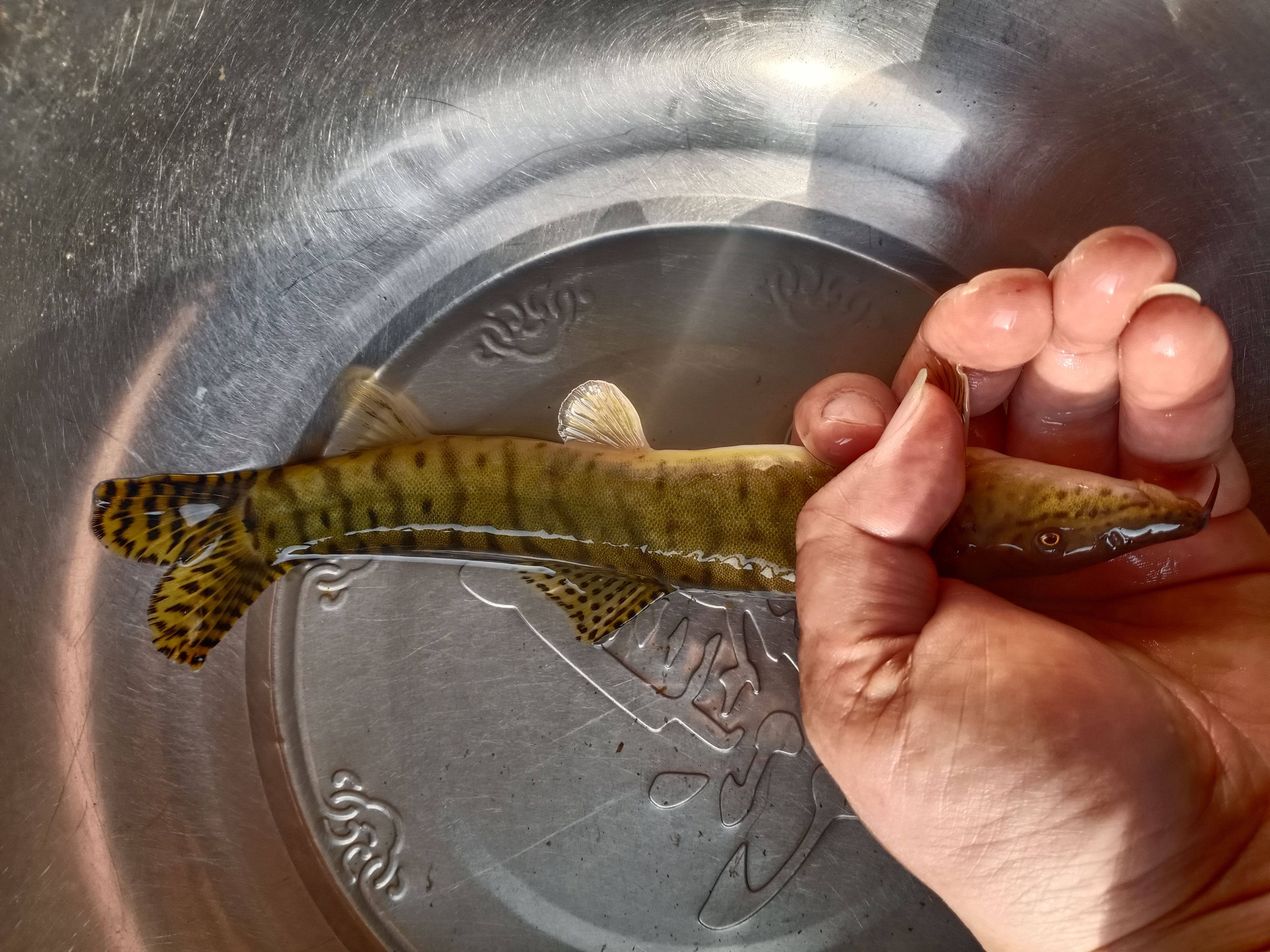 沙鳅副沙鳅原生本地鳅观赏鱼冷水清道夫