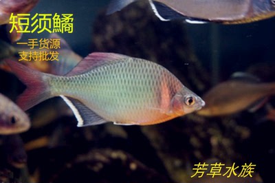 短须鱊 中华 彩石 高体 鳑鲏鱼 旁皮鱼原生鱼 冷水鱼 群游鱼包邮
