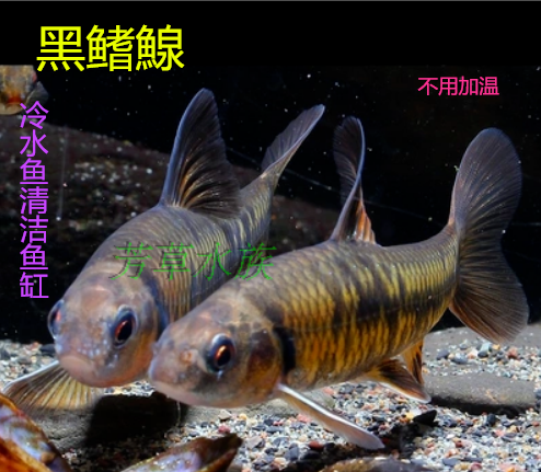 冷水鱼点纹银花骨观赏缸清道夫