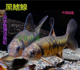 黑鳍鳈啃藻原生鱼冷水鱼点纹银鮈花骨观赏缸清洁工底栖溪流鱼