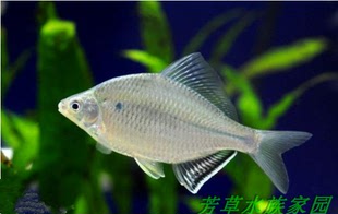 大鳍鳑鲏白河高背高帆白边旁皮原生冷水鱼鱼吃藻观赏鱼