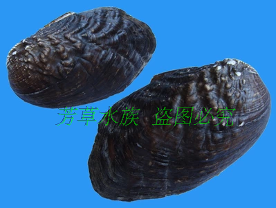 原生河蚌觀賞活體水族水族寵物