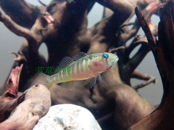 Native fish Ornamental fish Small Fish Coldwater Tetrahedrite yellow fish Yellow fish Huang Duyu living thingin the Pet/Pet food and supplies , Aqua World , Fish  category - from Buy2taobao.com to provide professional Taobao agent buy service