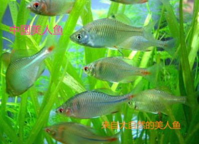 高体七彩除藻活体溪流缸观赏鱼