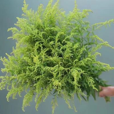 云南基地黄莺草鲜花批发