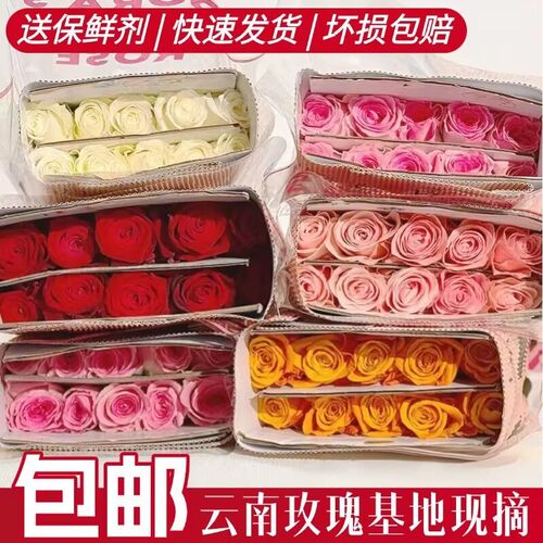 斗南直批家庭水养玫瑰花
