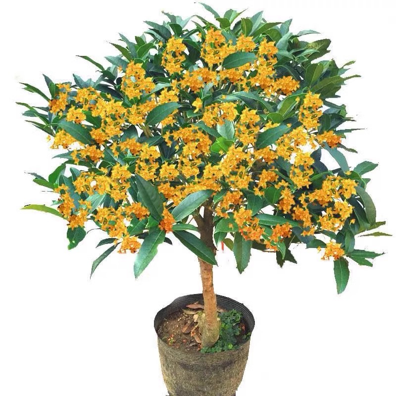 带花苞四季花耐寒桂花浓香型花卉