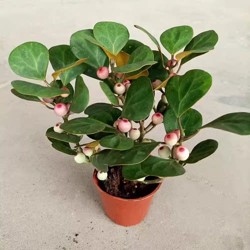 正宗小盼菩提树盆栽带果水培植物