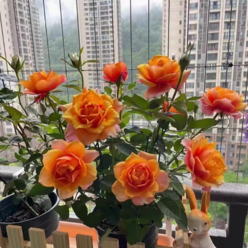 永远的艾帕索月季花苗盆栽阳台
