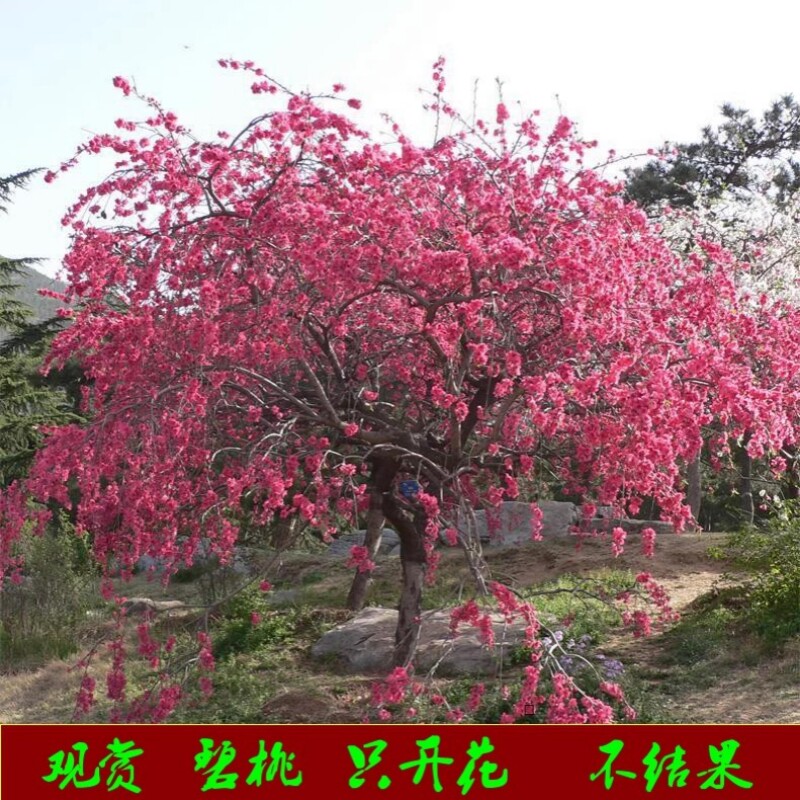 紫叶碧桃树苗盆栽千叶桃花观赏桃花树别墅庭院绿化开花卉红叶碧桃