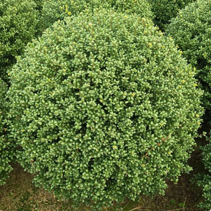 龟甲冬青球庭院别墅球型花境四季常绿植物绿化树苗景观造型苗耐寒