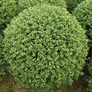 龟甲冬青球庭院别墅球型花境四季常绿植物绿化树苗景观造型苗耐寒