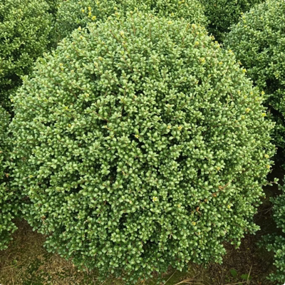 四季常青庭院景观球形植物