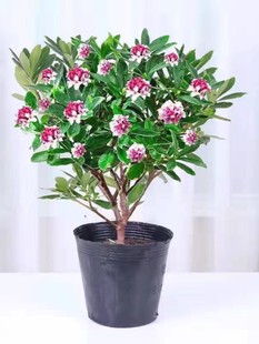 金边瑞香盆栽浓香带花苞老桩室内客厅年宵花耐寒耐阴植物四季开花