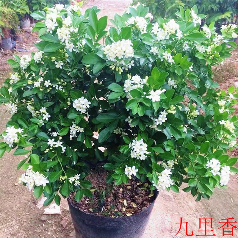 九里香盆栽水培植物室内