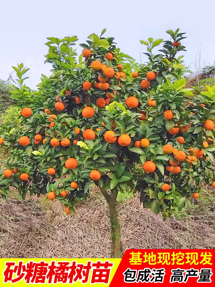沙糖桔树苗果树苗当年结果