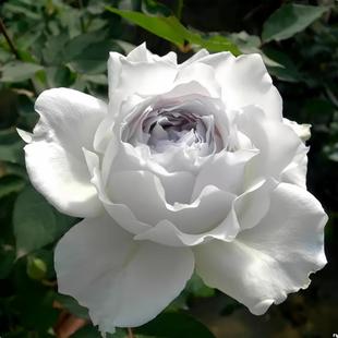 加百列大天使花苗玫瑰月季花苗庭院地栽阳台庭院盆栽抗病勤花灌木