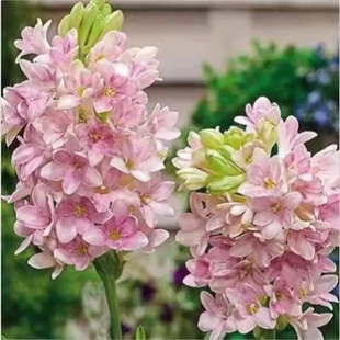 重瓣晚香玉种球纯白色浓香夜来香月下香庭院盆栽花卉多年生绿植物