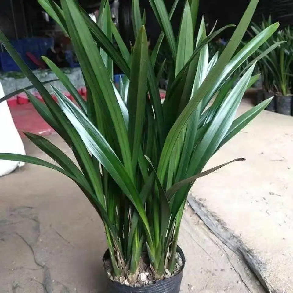 兰花盆栽浓香墨兰惠兰