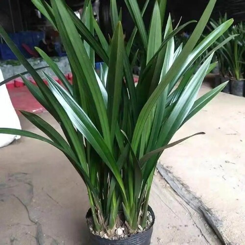 兰花盆栽浓香墨兰惠兰