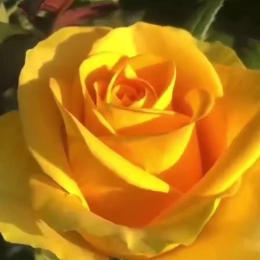 苏格兰黄油玫瑰月季花苗特大切花