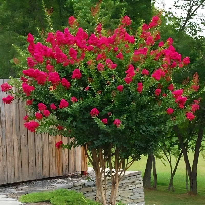 红花紫薇树苗庭院花卉植物