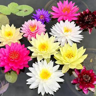 睡莲水培植物四季好养花卉带根块室外水池荷塘永生花水养荷花盆栽