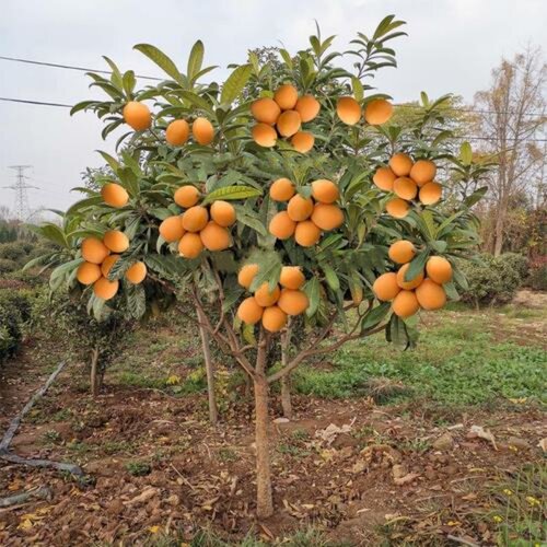 枇杷树苗嫁接春花枇杷大果苗