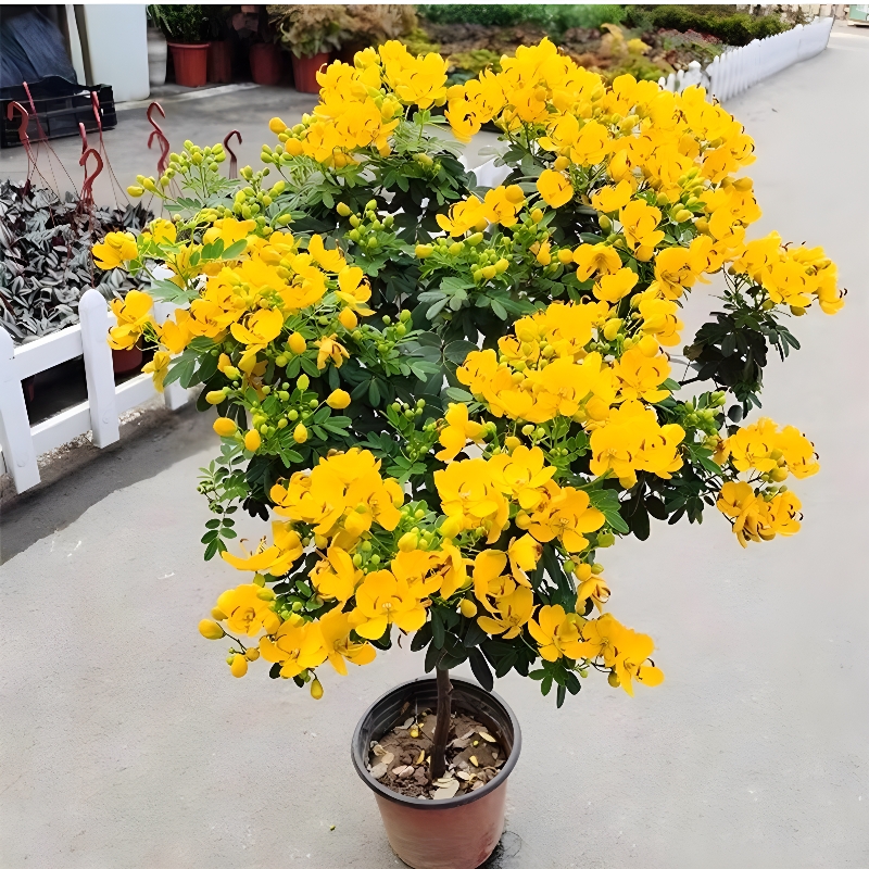 黄金梅盆栽苗四季带花