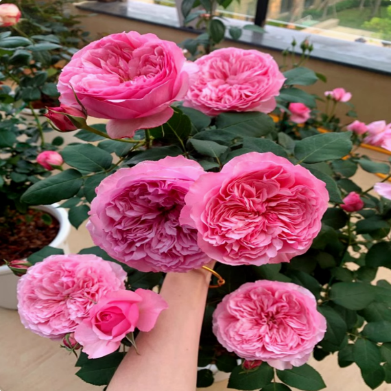 浓香奥斯汀凯丽月季玫瑰花