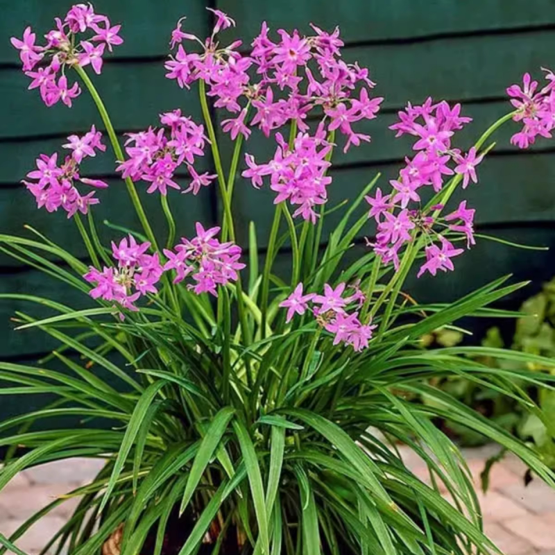 紫娇花花苗洋韭菜耐热耐寒庭院阳台常绿花卉花期长多年生造景花境