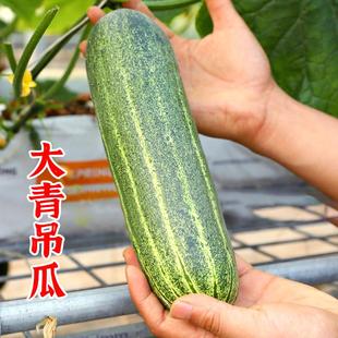 花青大吊瓜种子春夏季大青瓜耐热旱黄瓜种籽菜园盆栽四季蔬菜种孑