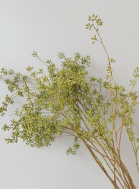 云南新款银叶菊昆明直发组合棉花