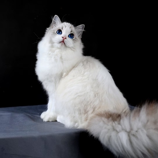 重庆传统系山猫纹布偶猫猫舍高品相，包三针疫苗求高品质丝质毛