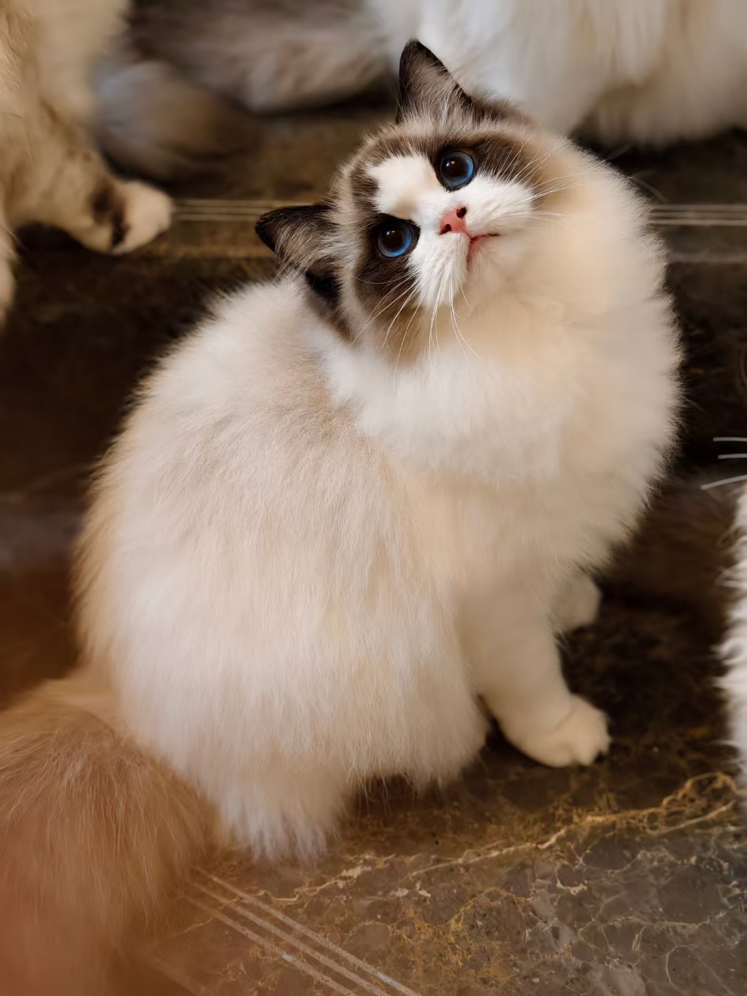 重庆布偶猫幼猫纯种宠物猫活物赛级海双波斯系猫新脸版布偶猫舍