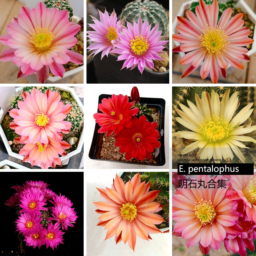 鹿角柱属 青花虾 折墨虾 明石丸 微刺虾 橙花明石丸