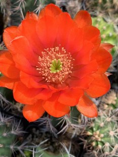 仙人球鹿角柱篝火虾开红花狂刺虾群生虾