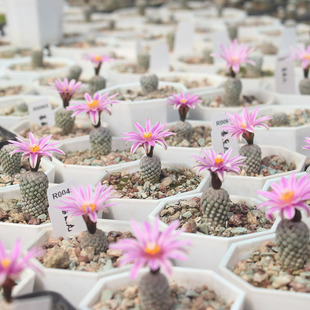 无刺软刺仙人球 白毛仙人球小型仙人球不扎手娇丽属蔷薇丸