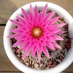 好养活混乱玉WM045仙人球智力球耐旱易养开花超美一物一拍