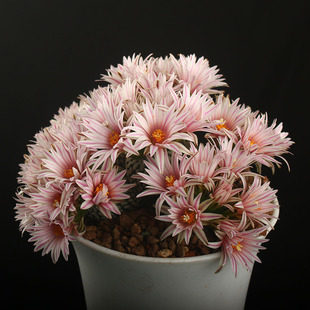 娇丽仙人球娇丽玉属蔷薇丸 精巧殿 长城丸 草刺 月世界 青花虾