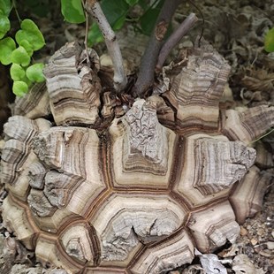 块根植物南非龟甲龙 龟甲龙小苗 剑龟龟甲龙 深裂纹龟甲龙