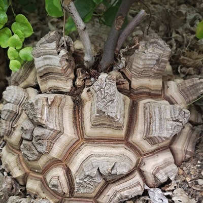 块根植物南非龟甲龙 龟甲龙小苗 剑龟龟甲龙 深裂纹龟甲龙