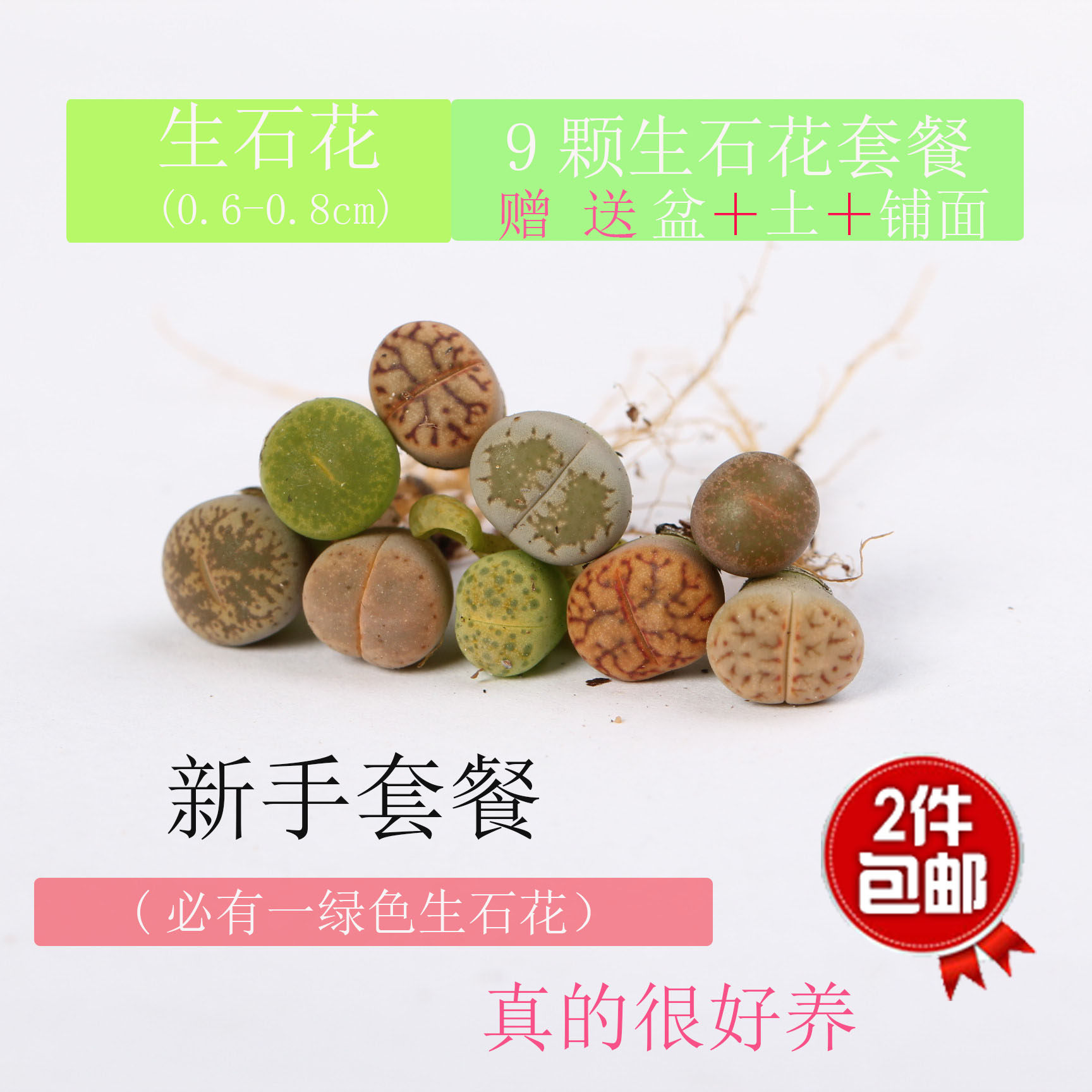 新手套餐南非混生石花绿紫勋生石花混合苗大众生石花橄榄玉生石花